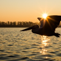 Pelican frisé sur le lac Kerkini