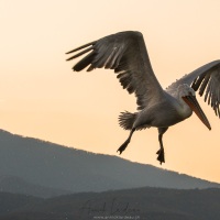 Pelican frisé sur le lac Kerkini