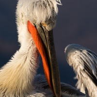 Pelican frisé sur le lac Kerkini