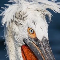 Pelican frisé sur le lac Kerkini