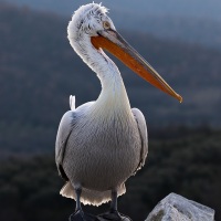 Pelican frisé sur le lac Kerkini