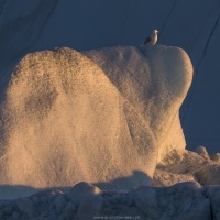 Goéland bourgmestre sur un iceberg, Baie de Disco