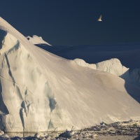 Iceberg et goéland, Baie de Disco