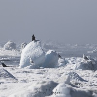 Grand corbeau et goéland bourgmestre, Baie de Disco