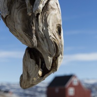 Morue séchées dans le village d'Ilimanaq