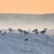 Goéland bourgmestre, Baie de Disco