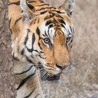 Tigre: mâle