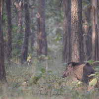Sanglier