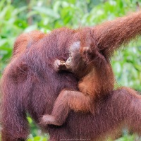 Orang outan