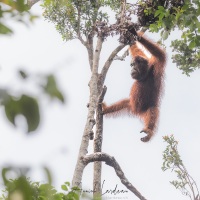 Orang outan