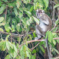 Macaque à longue queue