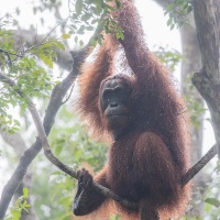 Orang outan