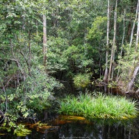 Jungle le long de la rivière