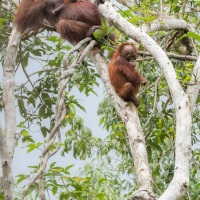 Orang outan