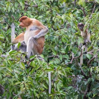 Nasique: femelle et son petit
