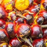 Noix de palme