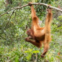 Orang outan