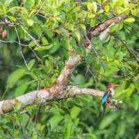 Martin pêcheur ventre blanc