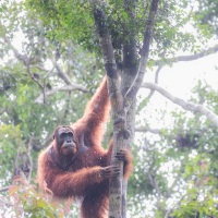 Orang outan
