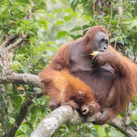 Orang outan