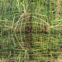 Végétation aquatique