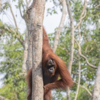 Orang outan