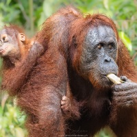 Orang outan