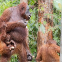 Orang outan