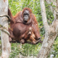 Orang outan