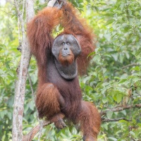Orang outan