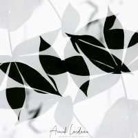 Chorégraphie de feuillages