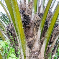 Palmier à huile et ses fruits