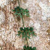 Plante grimpante sur un tronc d'arbre