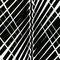 Feuilles de palmier