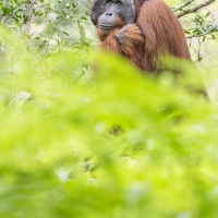 Orang outan