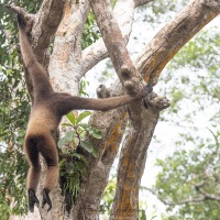 Gibbon