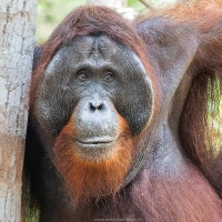 Orang outan
