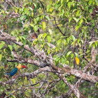 Martin-pêcheur à bec de cigogne
