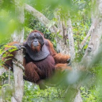 Orang outan