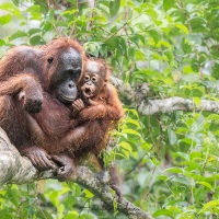 Orang outan