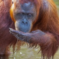 Orang outan
