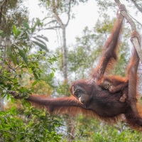 Orang outan