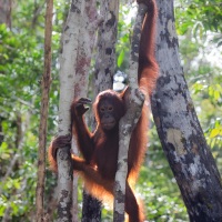 Orang outan
