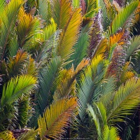 Feuilles de palmier