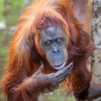 Orang outan