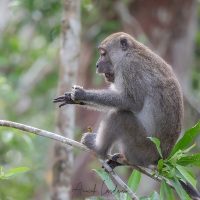 Macaque à longue queue