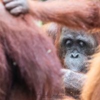 Orang outan