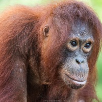 Orang outan