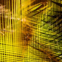 Feuilles de palmier