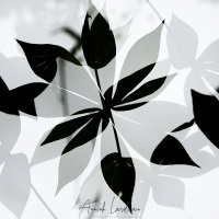 Chorégraphie de feuillages